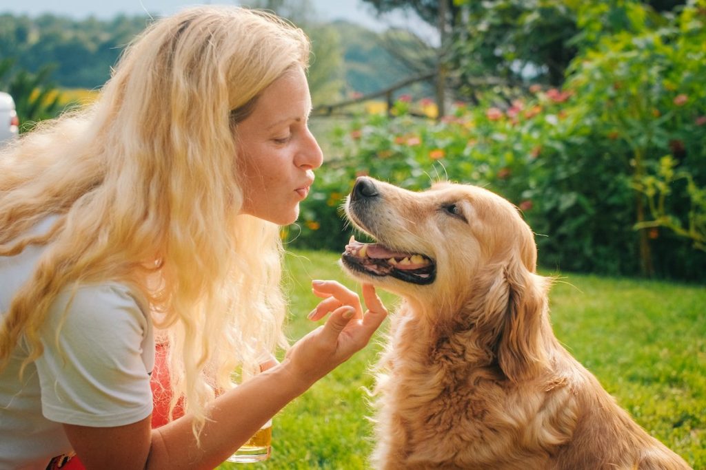 How to Prove Ownership of a Dog in the UK