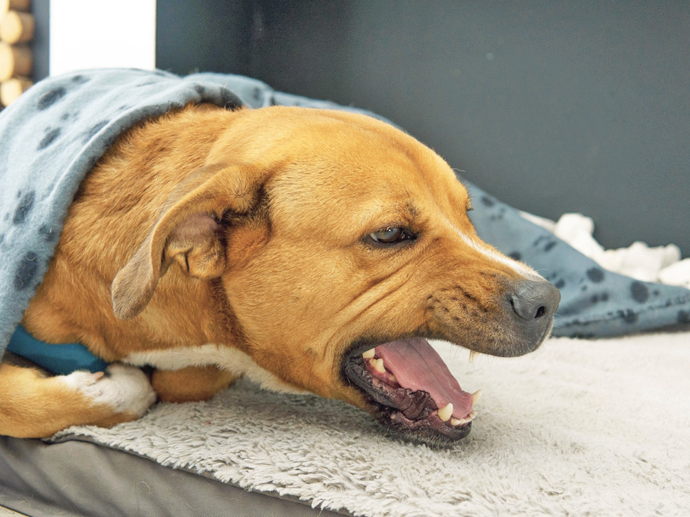 Dog Coughing in the Morning