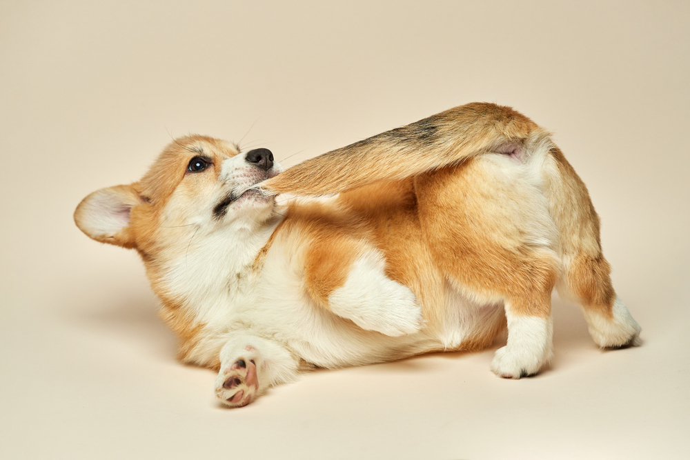Why Do Puppies Bite Their Tails