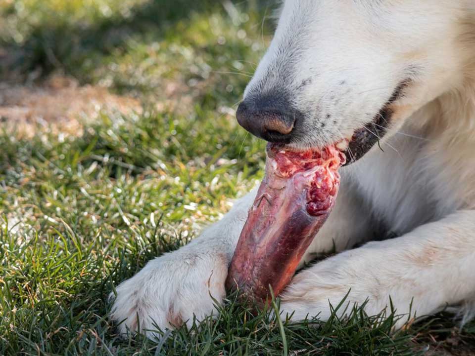 Are Bam Bones Safe For Dogs