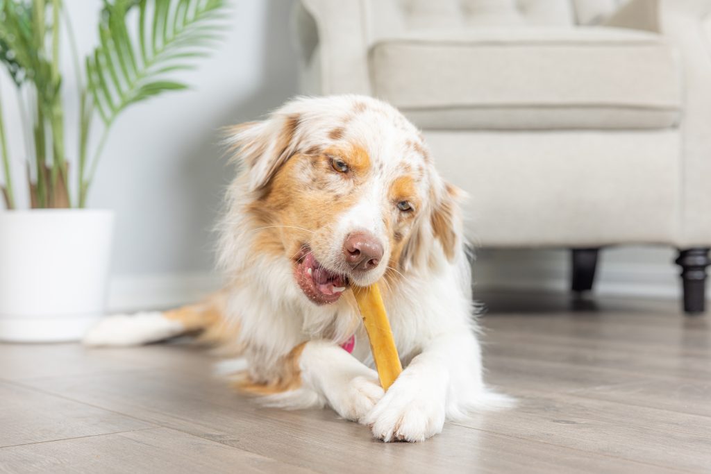 What Age Can Puppies Have Yak Chews