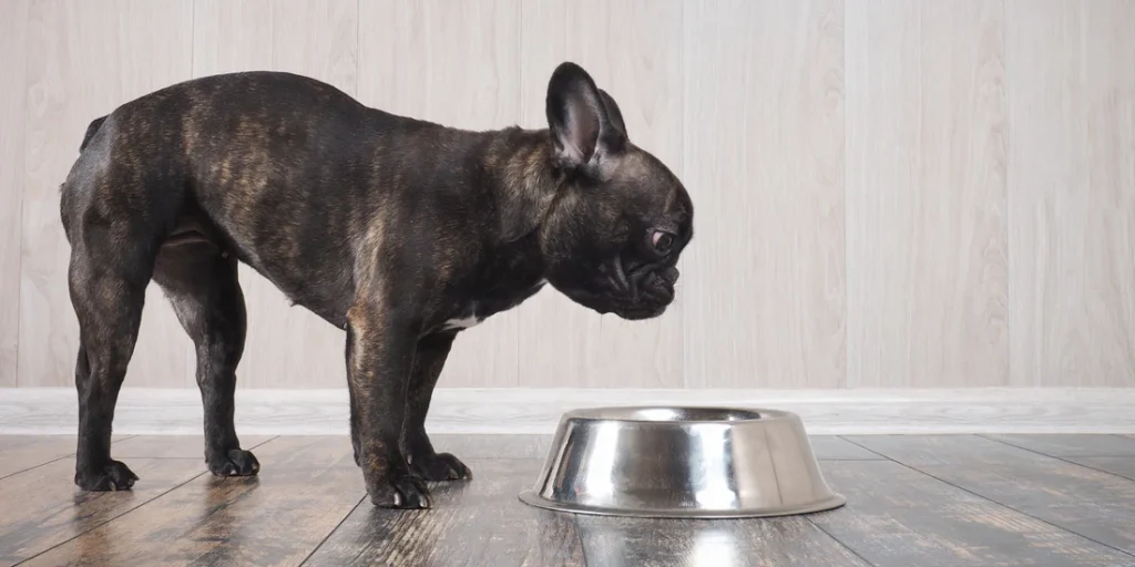 Why Does My Frenchie Throw Up