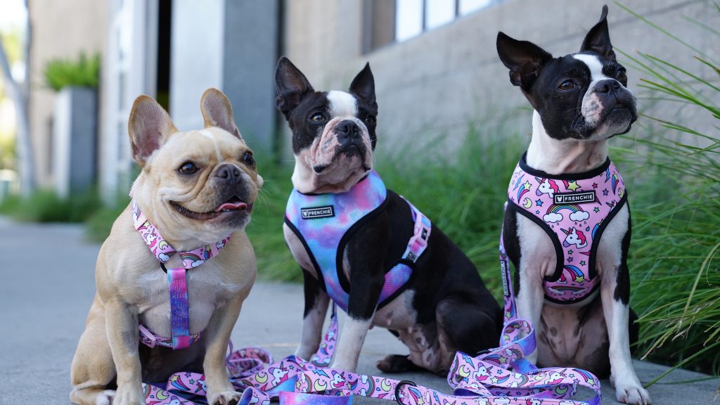 Best Harness for Boston Terrier