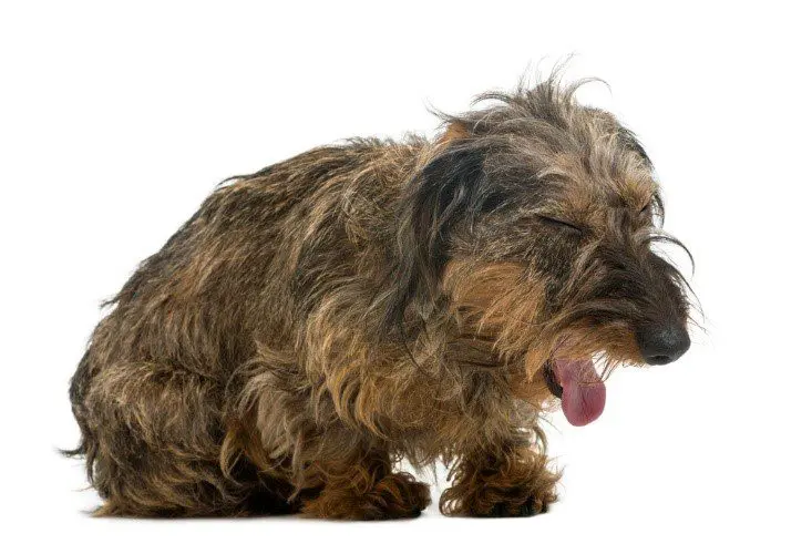 Old Dog Coughing and Gagging