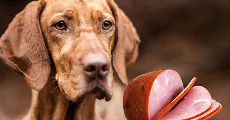 Is Deli Meat Bad for Dogs
