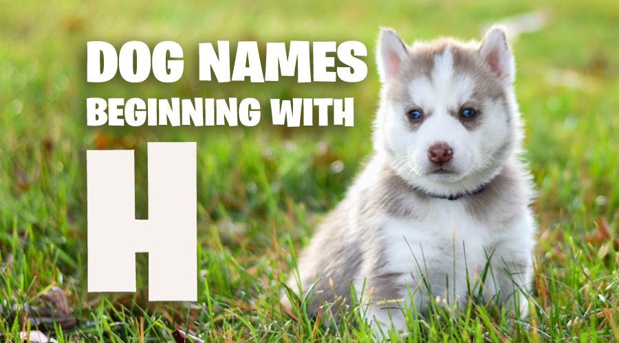 Dog Names That Start With “H”