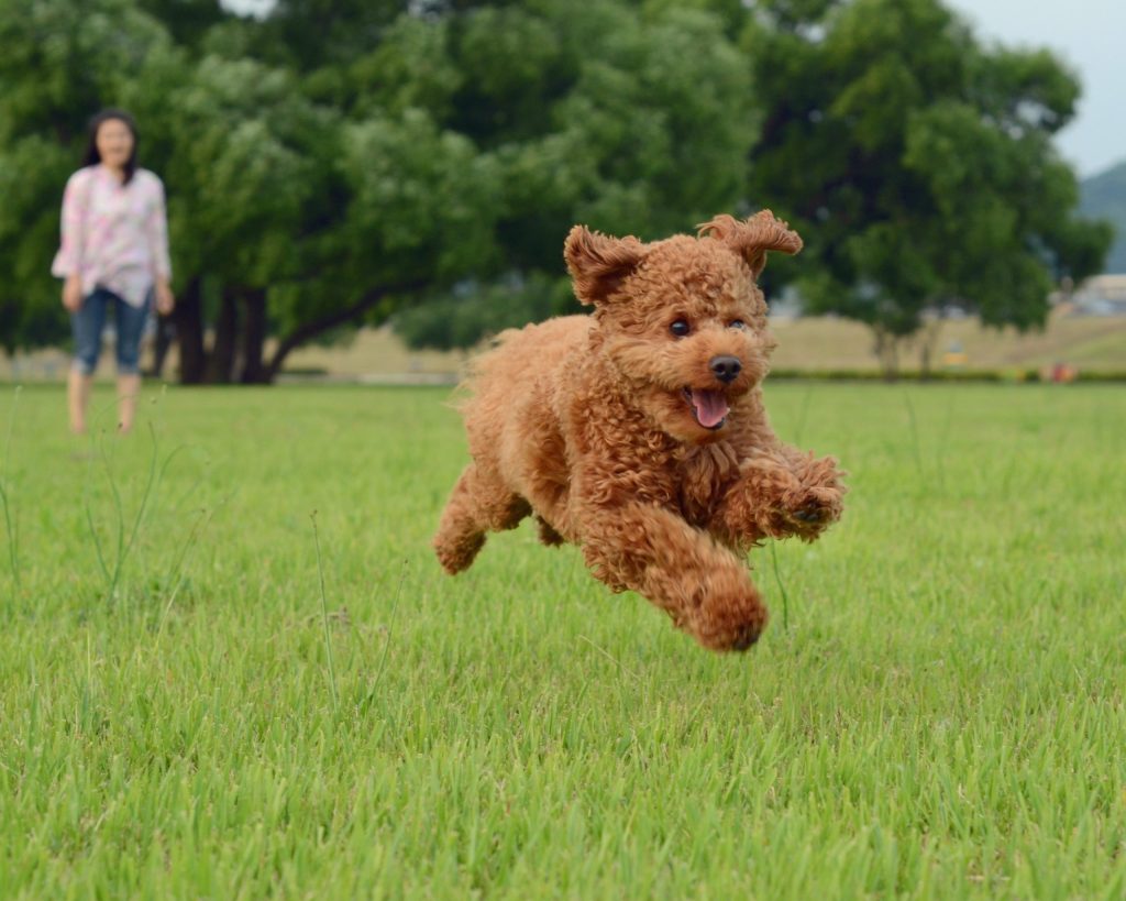 Puppy Jumping and Biting