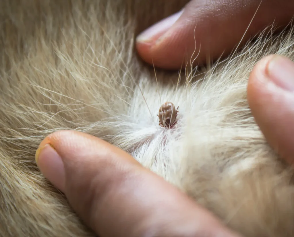 What Animal Eats Fleas