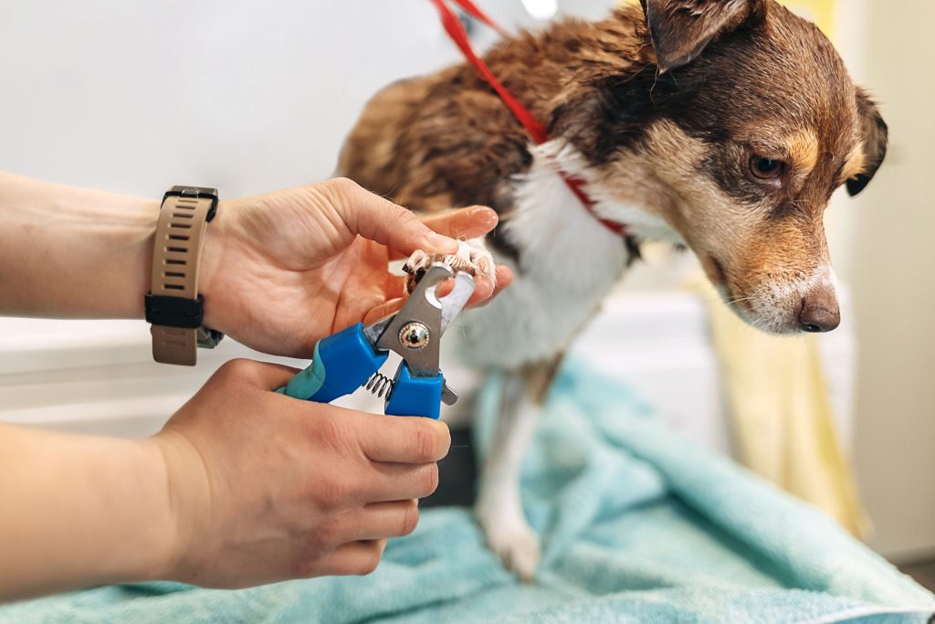 How to Cut an Uncooperative Dogs Nails