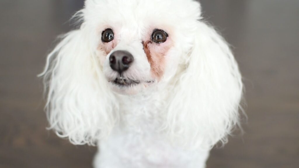 Best Tear Stain Remover For Dogs