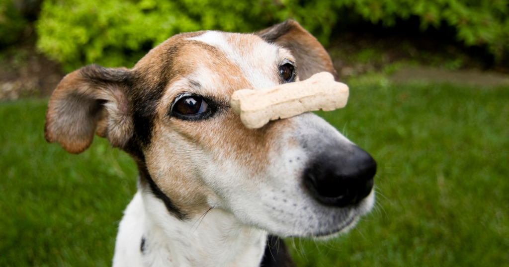 Homemade Dog Treats for Sensitive Stomachs