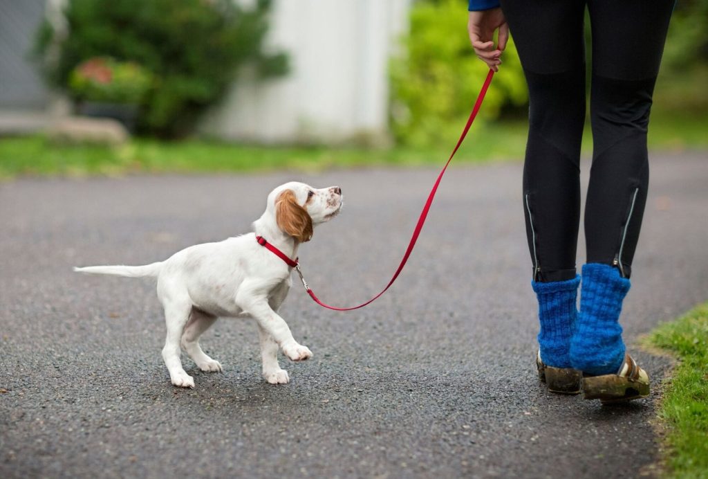 When to Leash Train a Puppy