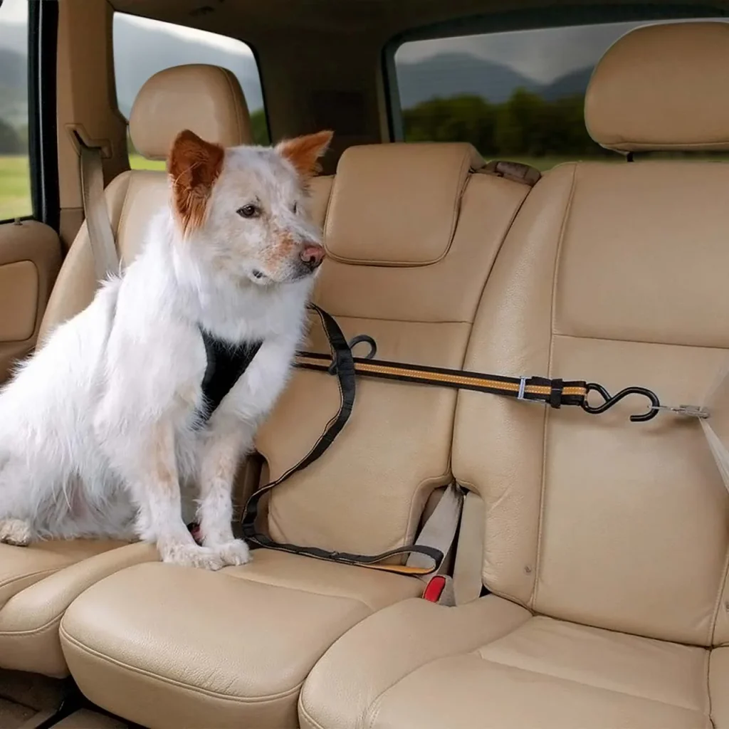 How to Secure Dog in Car With Leash