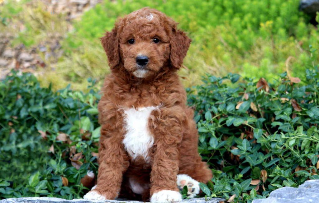 how big does a miniature goldendoodle get