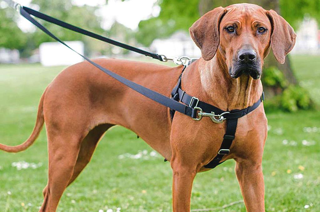 Best Harness for Labradors