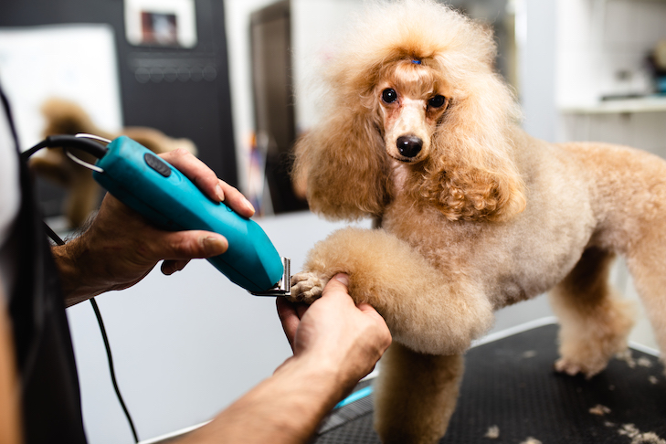 Do Dog Groomers Express Glands in the UK
