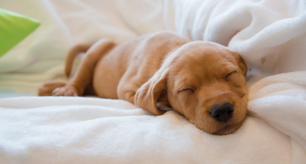 Why Is My Puppy Fighting Sleep