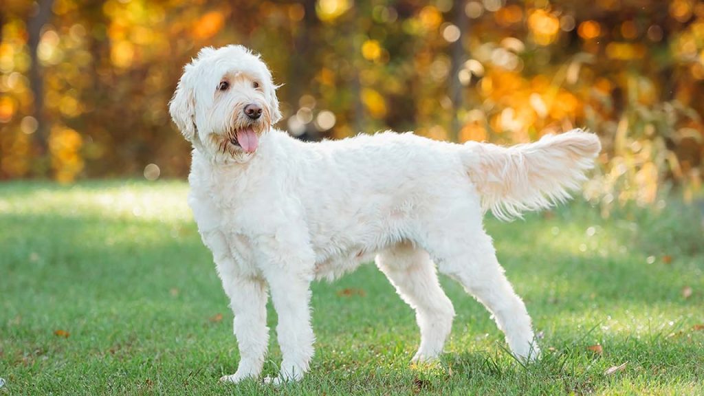Lifespan of Goldendoodle