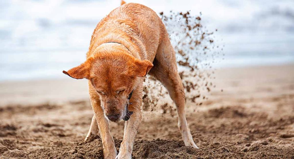 Why Do Dogs Dig at the Floor