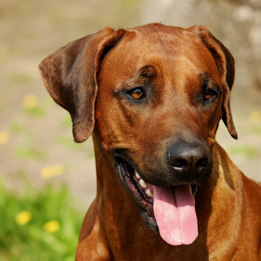 How to Solidify Dog Poop