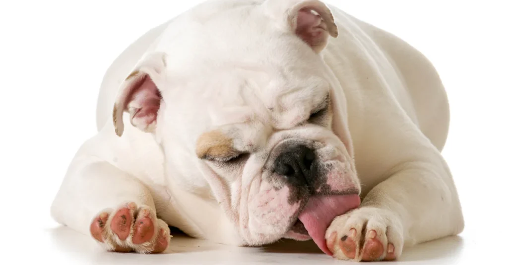 Dog Limping and Licking Paw