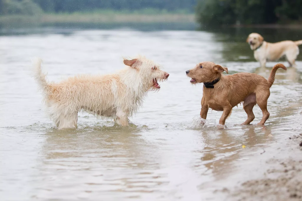 How to Train a Dog to Not Bark at Other Dogs