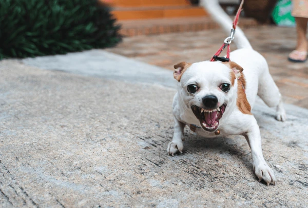 How To Stop Chihuahua From Barking