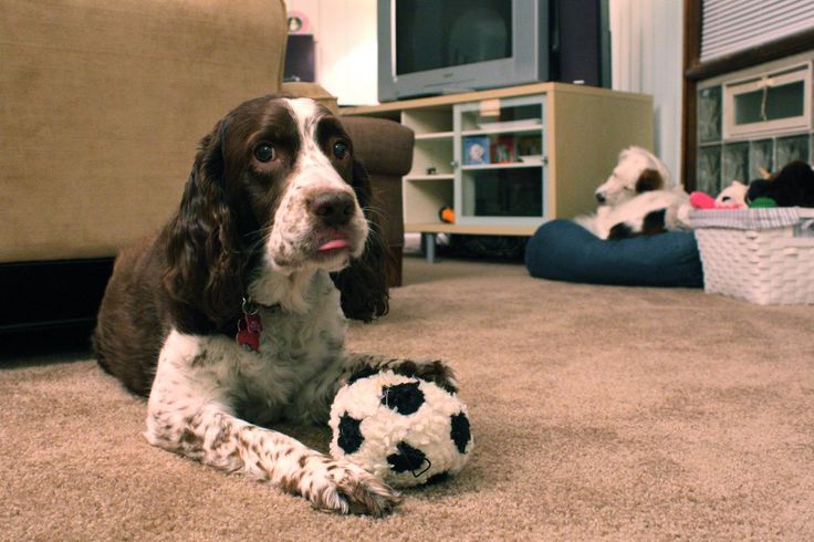 toys for dogs with no teeth
