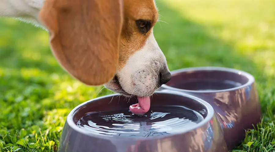 Dog Drink Water Too Fast
