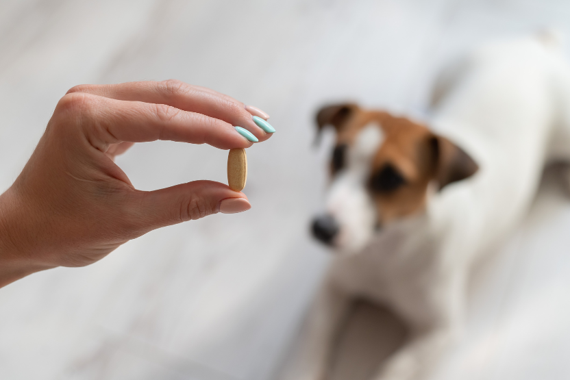 Can I Give My Dog Human Magnesium Tablets