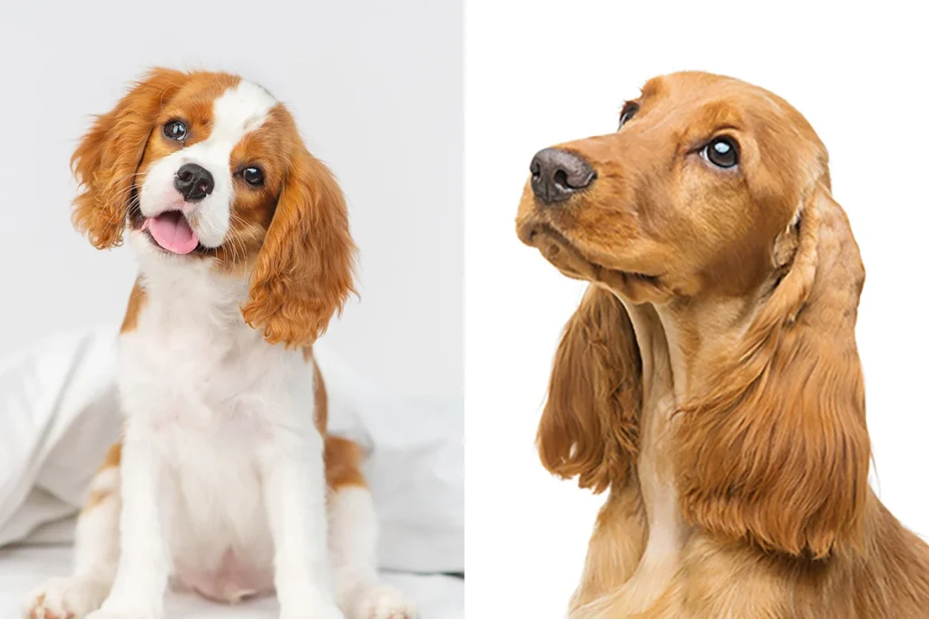 Cocker Spaniel vs King Charles Cavalier
