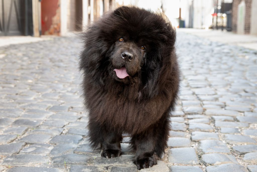 100+ Chinese Names for Dogs