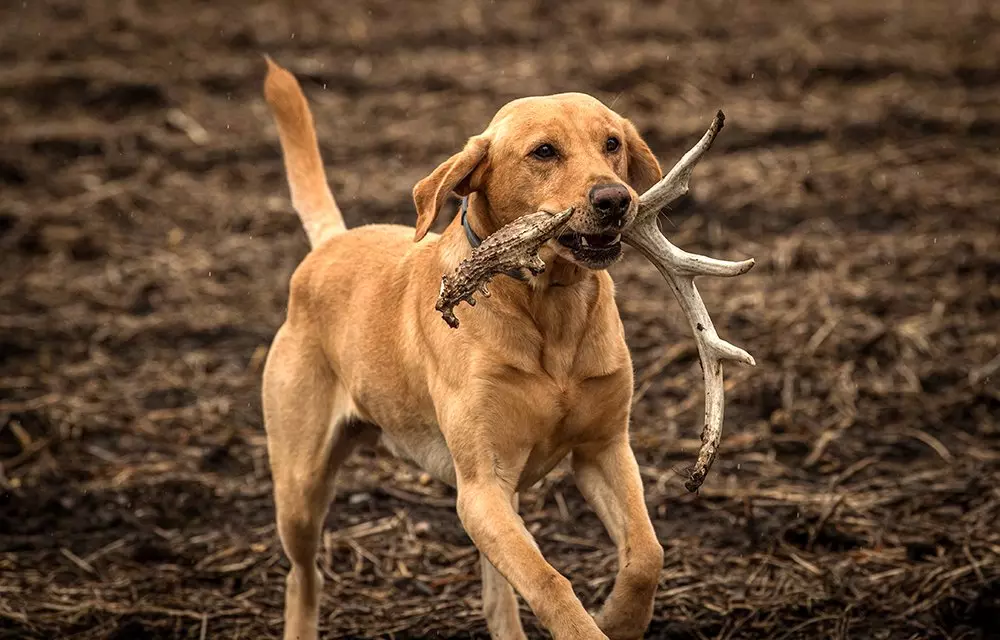 How to Train a Dog to Shed Hunt