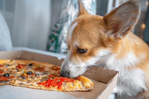 Can Dogs Eat Mac & Cheese