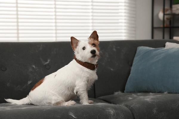How to Clean Dog Hair Off Couch