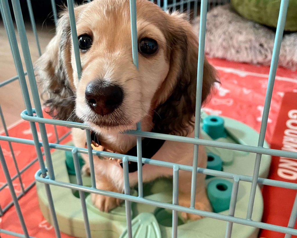 First Night With a New Puppy