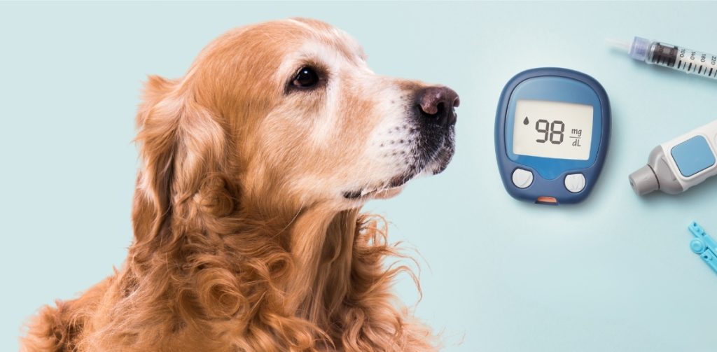 What Is Normal Blood Sugar for a Diabetic Dog