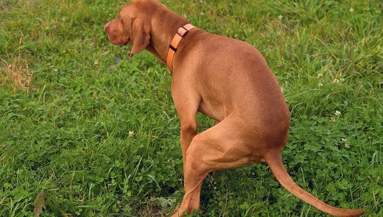 Dog Has Jelly Like Poop