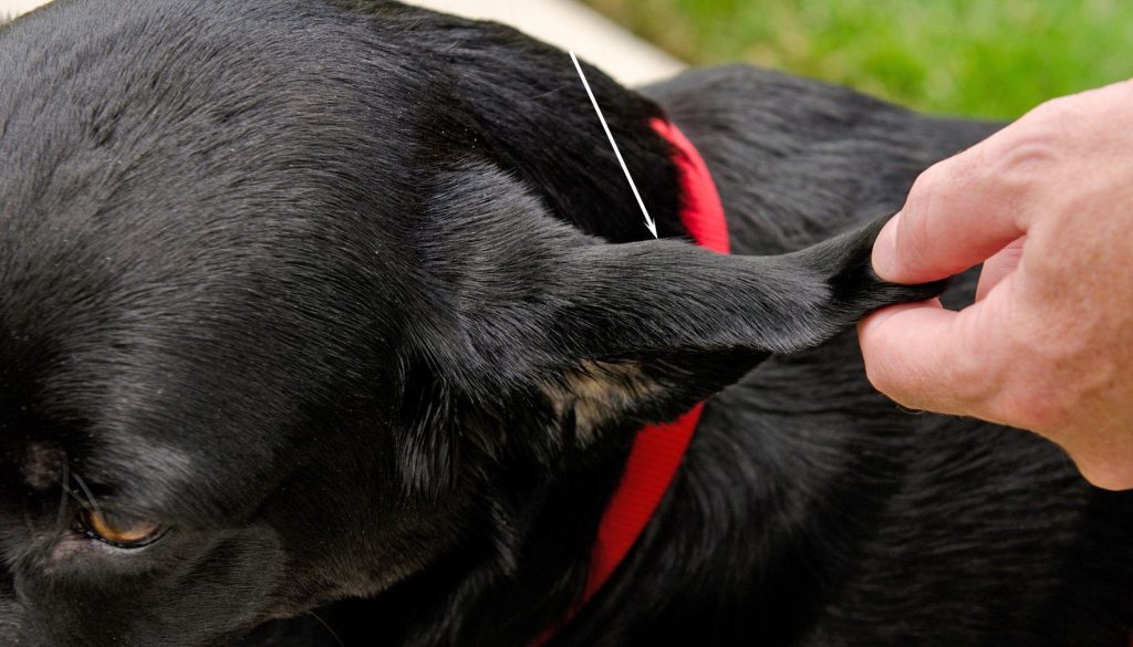 How To Treat Dog Hematoma At Home
