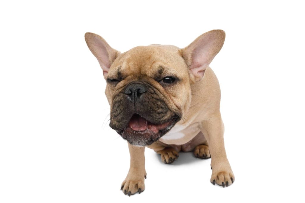 Why Is My French Bulldog Throwing Up