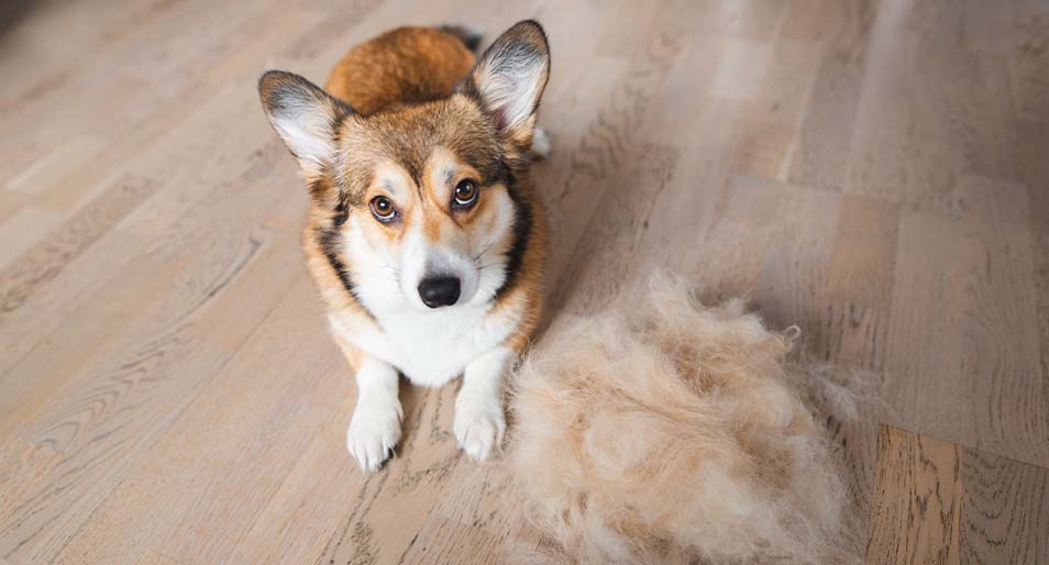 Dog Throwing Up Hairball