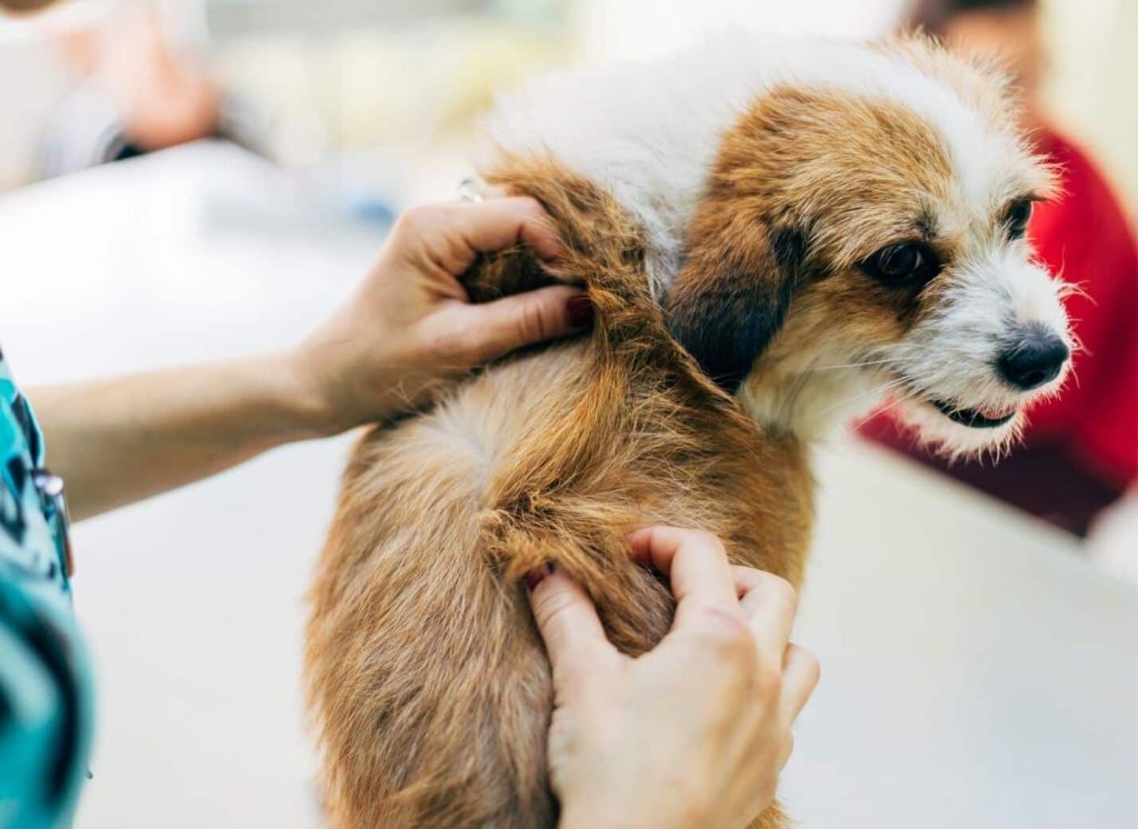 Can Dogs Carry Head Lice
