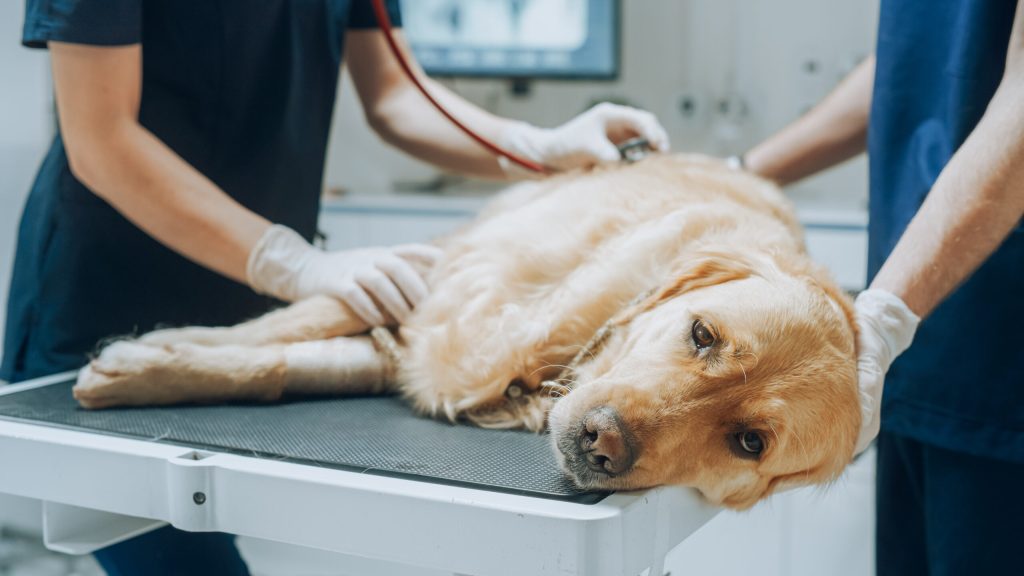 Low Fat Treats For Dogs With Pancreatitis