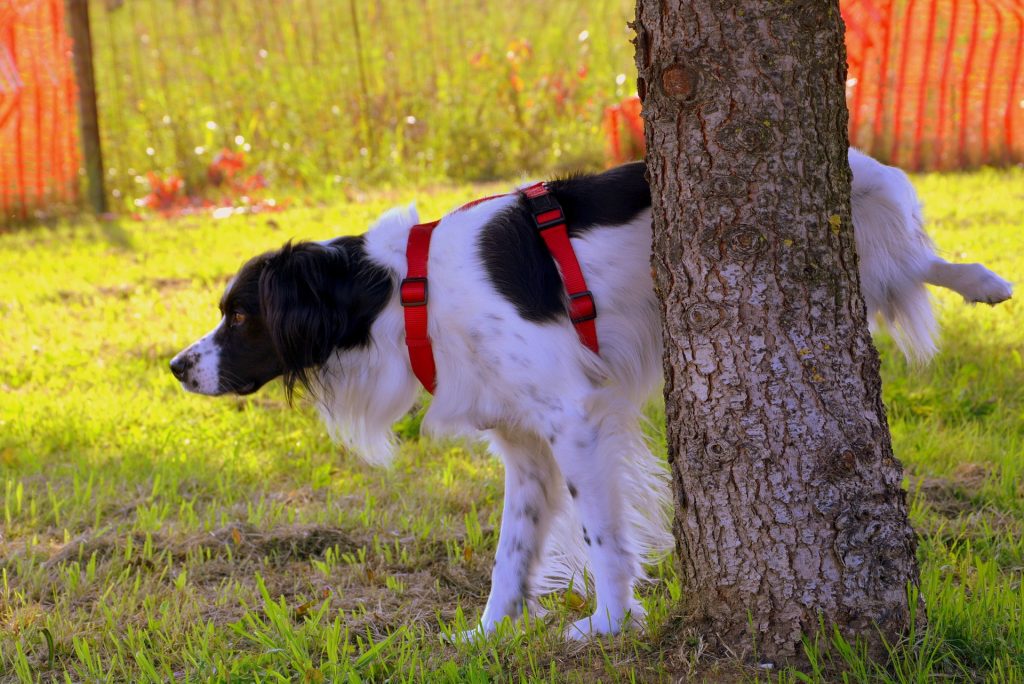 Dog Urine Smells Like Skunk