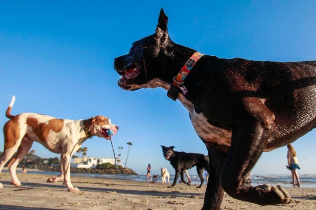 Dog Friendly Activities Los Angeles