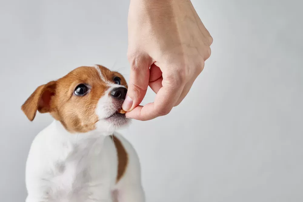 Best Magnesium For Dogs