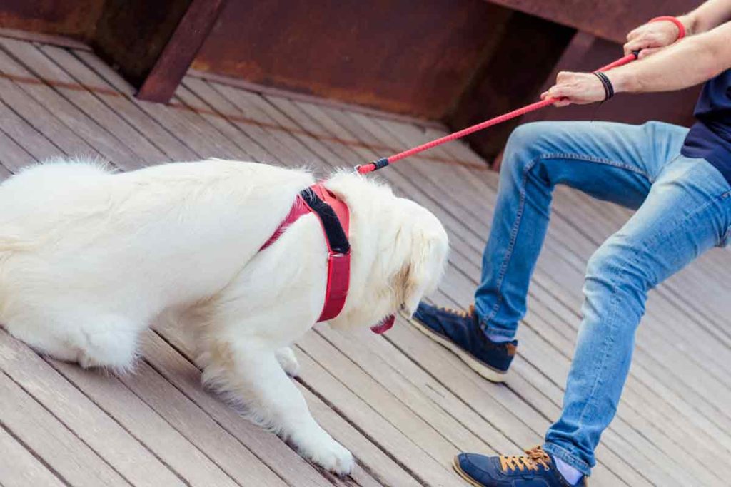 Dog Refusing to Walk