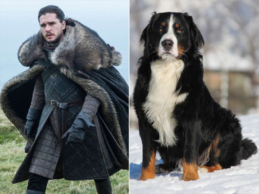 Game of Thrones Names for Dogs