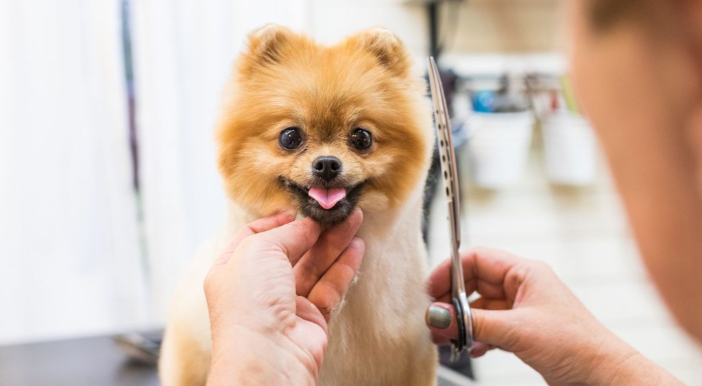 When Can a Puppy Get Groomed