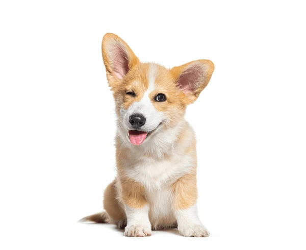 How to Decompose Dog Poop